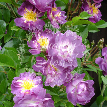 Rosier grimpant 'Marie Viaud' - Rosa grimpant 'Marie Viaud'