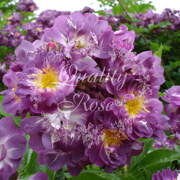 Rosier grimpant 'Marie Viaud' - Rosa grimpant 'Marie Viaud'