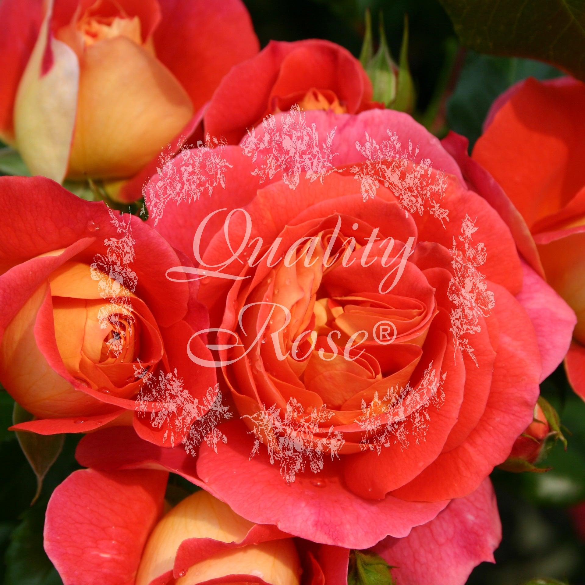 Rosier à fleurs groupées 'Joli Tambour' - Rosa floribunda 'Joli Tambour' - FLEURANDIE