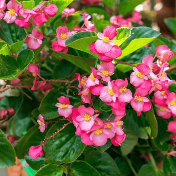 Bégonia 'Dragon Wing Rose' - Begonia semperflorens 'Dragon Wing Pink' - FLEURANDIE