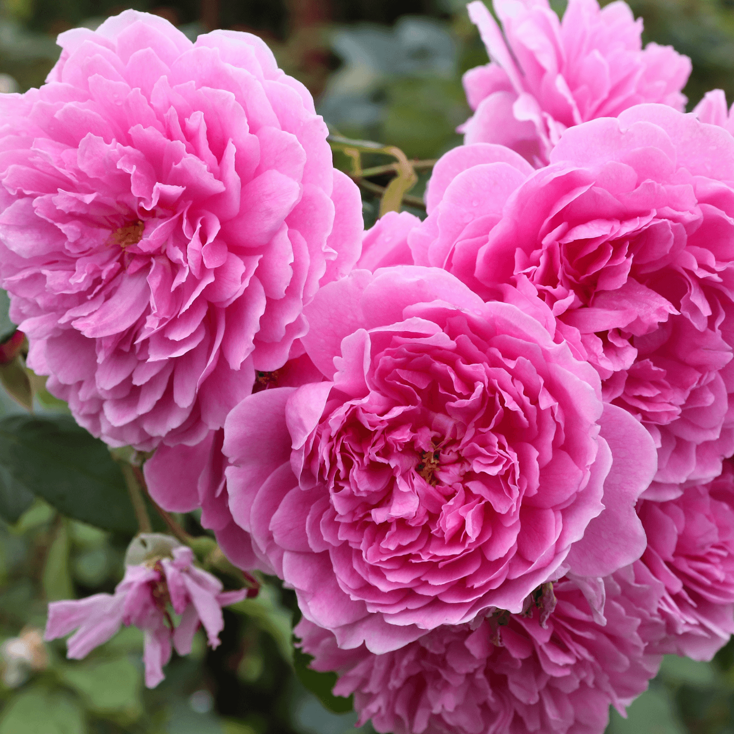 Rosier anglais 'Harlow Carr' - Rosa 'Harlow Carr' - FLEURANDIE