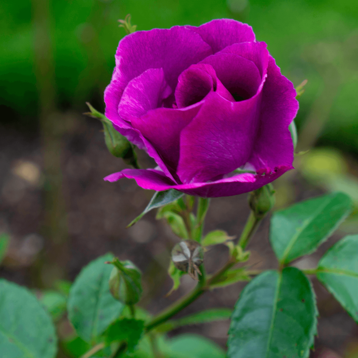 Rosier à massif 'Bluebell' - Rosa x floribunda 'Bluebell' - FLEURANDIE