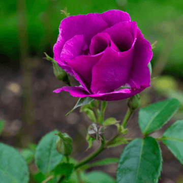 Rosier à massif 'Bluebell' - Rosa x floribunda 'Bluebell'