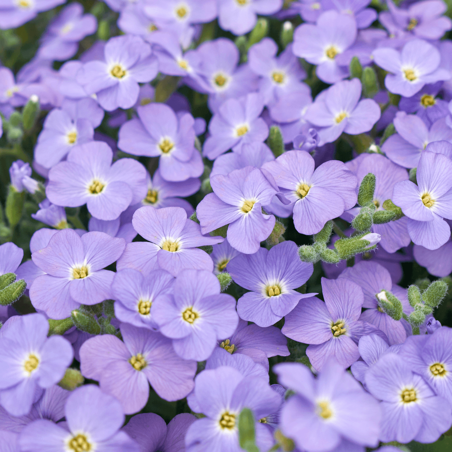 Aubriete Florado Bleu Eye - Aubrieta Florado Blue Eye - FLEURANDIE