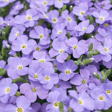 Aubriete Florado Bleu Eye - Aubrieta Florado Blue Eye