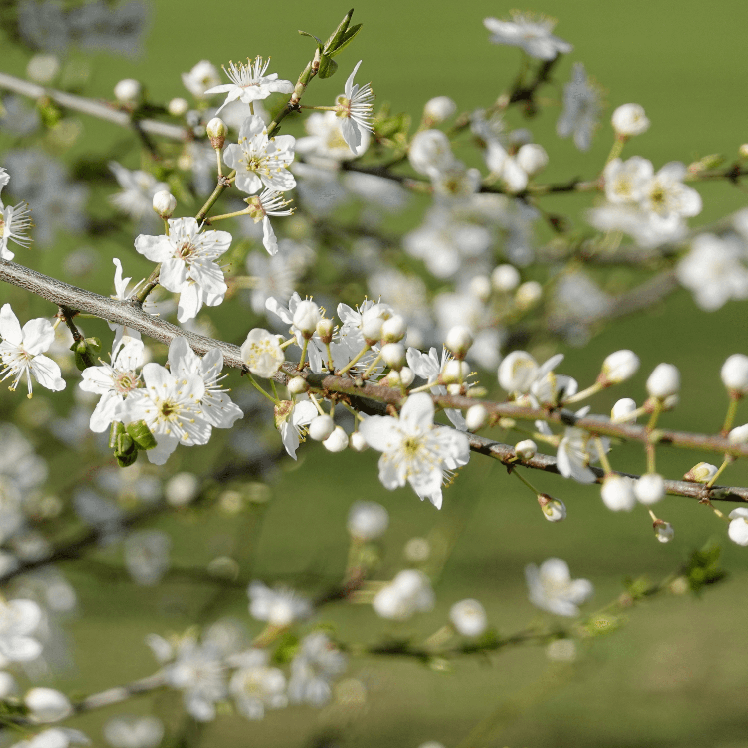 Cerisier de Sainte-Lucie - Prunus mahaleb - FLEURANDIE