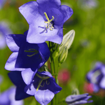 Campanule de Perse Bleue - Campanula Persiciflia Blue