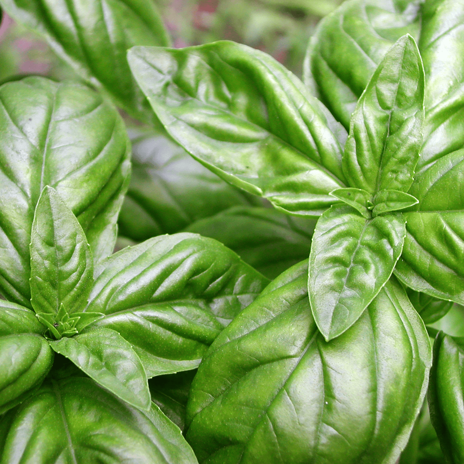 Basilic 'Grand Vert' - Ocimum basilicum 'Grand Vert' - FLEURANDIE