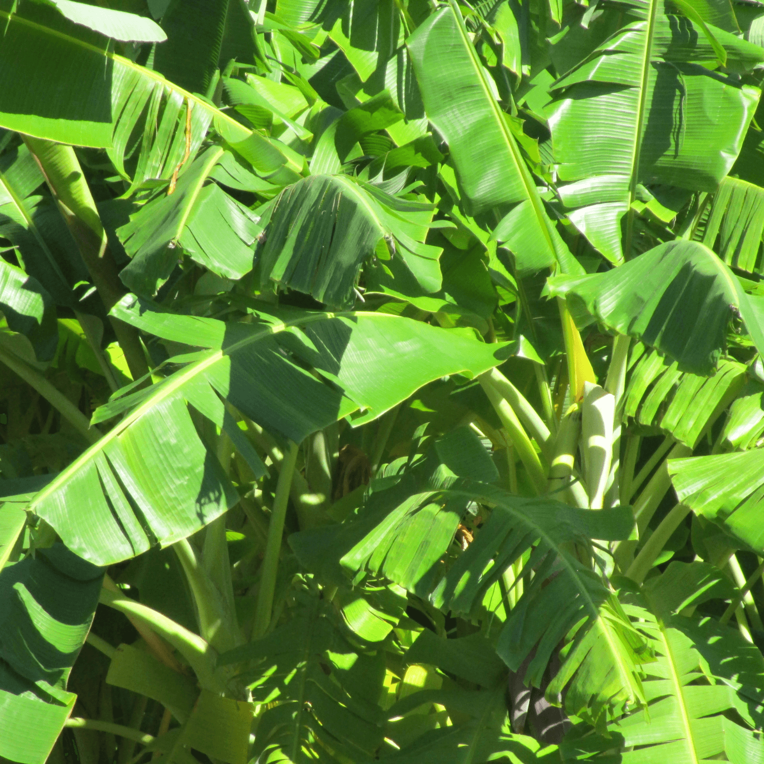 Bananier nain 'Dwarf Cavendish' - Musa acuminata 'Dwarf Cavendish' - FLEURANDIE