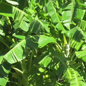 Bananier nain 'Dwarf Cavendish' -  Musa acuminata 'Dwarf Cavendish'