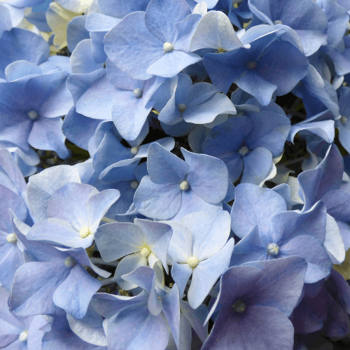 Hortensia macrophylla 'Hamburg' - Hydrangea macrophylla 'Hamburg' - FLEURANDIE