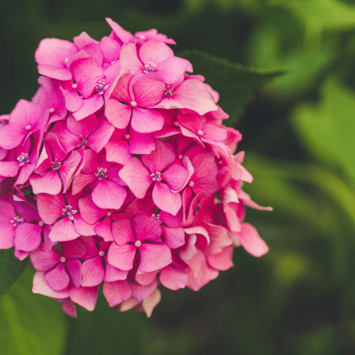 Hortensia Macrophylla 'Sibilla' - Hydrangea Macrophylla 'Sibilla' - FLEURANDIE