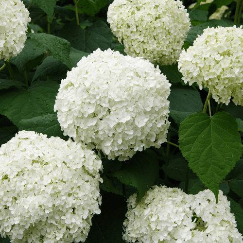 Hortensia paniculé 'Baby Lace' - Hydrangea paniculata 'Baby Lace' - FLEURANDIE