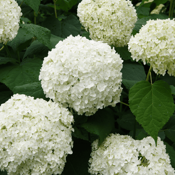 Hortensia paniculé 'Baby Lace' - Hydrangea paniculata 'Baby Lace'