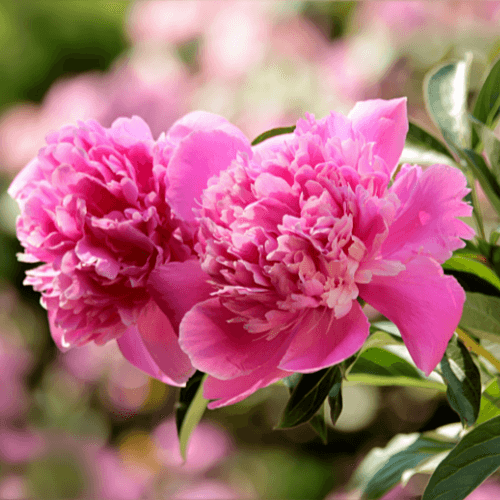 Pivoine de Chine 'Amabilis' - Paeonia lactiflora 'Amabilis' - FLEURANDIE