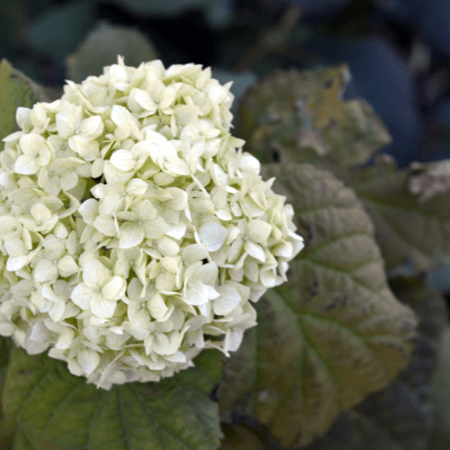 Hortensia paniculé 'Candle Light' - Hydrangea paniculata 'Candle Light' - FLEURANDIE