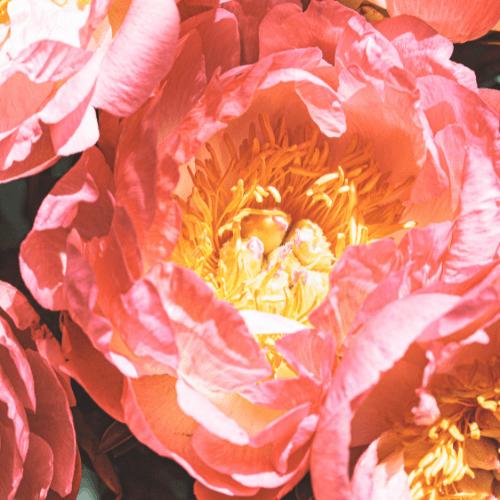 Pivoine de Chine 'Coral Charm' - Paeonia lactiflora 'Coral Charm' - FLEURANDIE