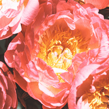 Pivoine de Chine 'Coral Charm' - Paeonia lactiflora 'Coral Charm'