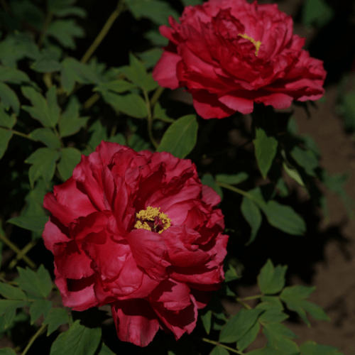 Pivoine arbustive Rouge - Paeonia suffruticosa Red - FLEURANDIE