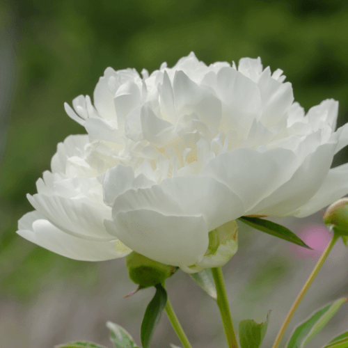 Pivoine de Chine 'Duchesse de Nemours' - Paeonia lactiflora 'Duchesse de Nemours' - FLEURANDIE