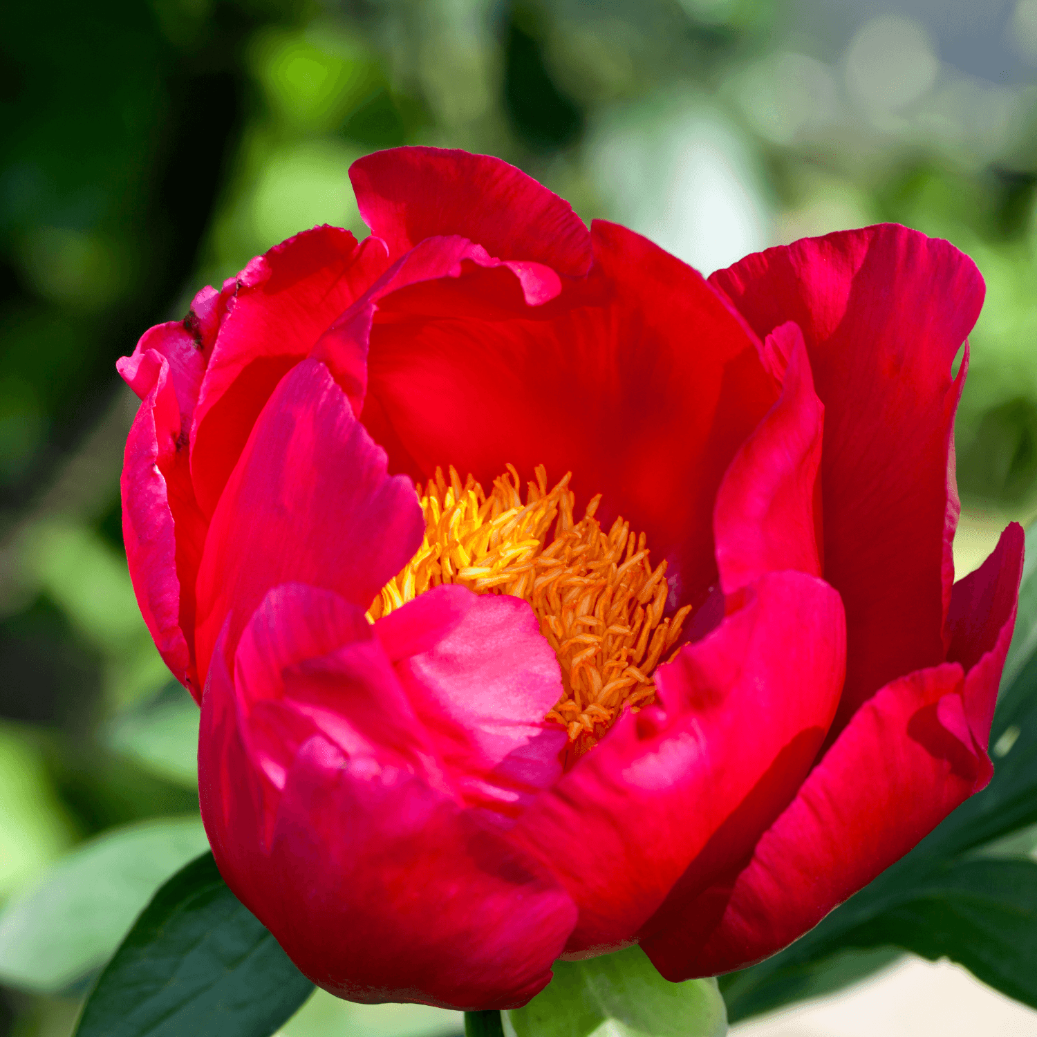 Pivoine de Chine 'Paul Fay' - Paeonia lactiflora 'Paul Fay' - FLEURANDIE