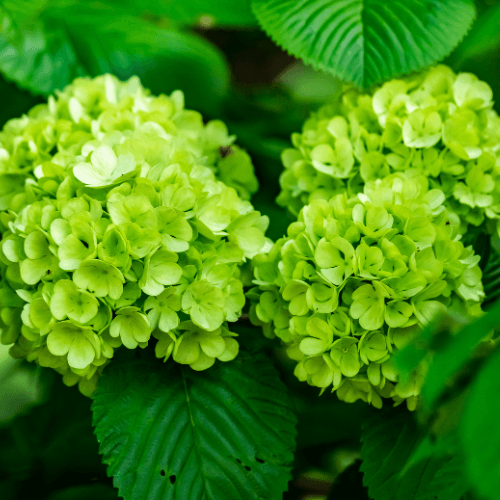 Hortensia paniculé 'Mojito' - Hortensia paniculata 'Mojito' - FLEURANDIE