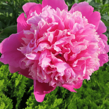 Pivoine de Chine 'Monsieur Jules Elie' - Paeonia lactiflora 'Monsieur Jules Elie'
