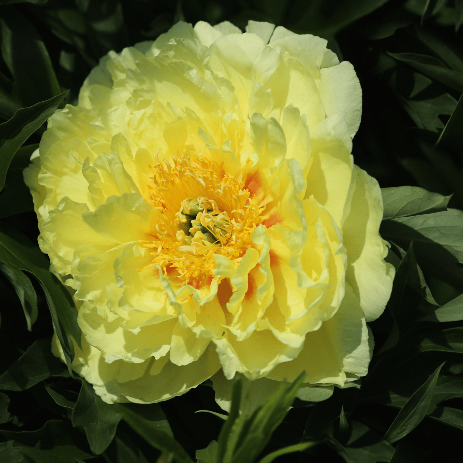 Pivoine de Chine 'Prairie Charm' - Paeonia lactiflora 'Prairie Charm' - FLEURANDIE