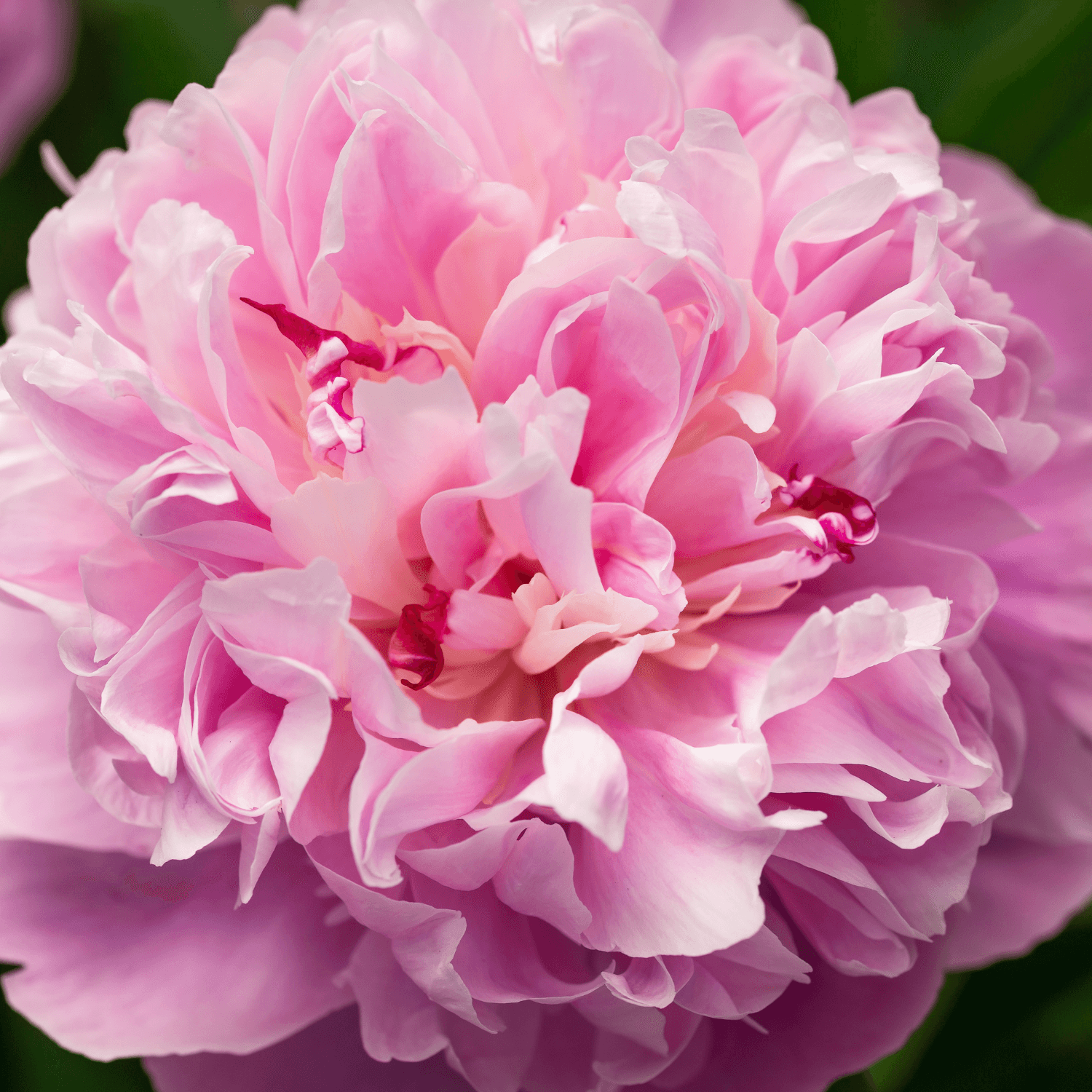 Pivoine de Chine 'Sarah Bernhardt' - Paeonia lactiflora 'Sarah Bernhardt' - FLEURANDIE