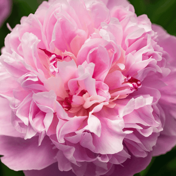 Pivoine de Chine 'Sarah Bernhardt' - Paeonia lactiflora 'Sarah Bernhardt'