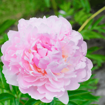 Pivoine arbustive 'Soflt Pink' -  Paeonia suffruticosa 'Soflt Pink'