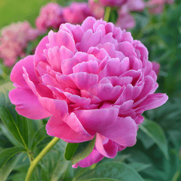 Pivoine de Chine 'Alexander Fleming' - Paeonia lactiflora 'Alexander Fleming'