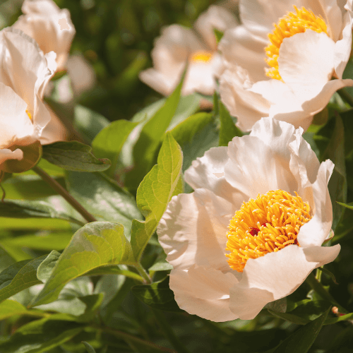 Pivoine 'Canary Brillant' - Paeonia 'Canary Brillant' - FLEURANDIE