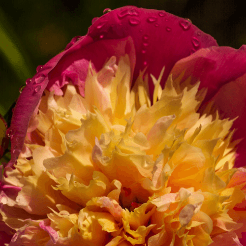 Pivoine de Chine 'Bowl of Beauty' - Paeonia lactiflora 'Bowl of Beauty' - FLEURANDIE