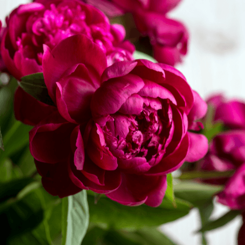 Pivoine arbustive 'Dark Pink' - Paeonia suffruticosa 'Dark Pink' - FLEURANDIE