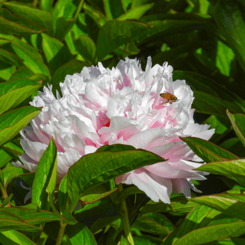 Pivoine de Chine 'Alertie' - Paeonia lactiflora 'Alertie' - FLEURANDIE