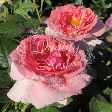 Rosier grimpant 'Sorbet' - Rosa grimpant 'Sorbet'