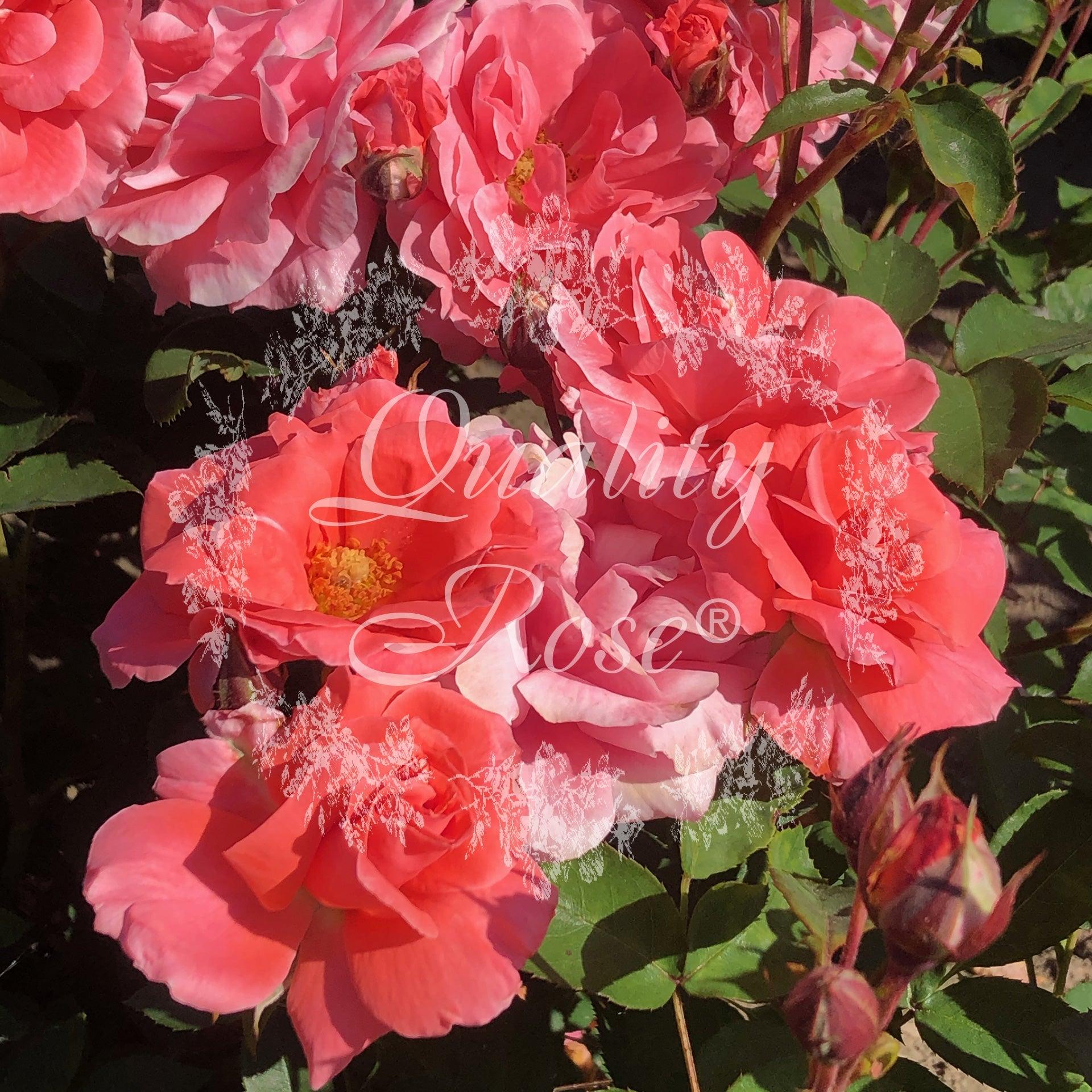 Rosier à massif 'Favori' - Rosa polyantha 'Favori' - FLEURANDIE