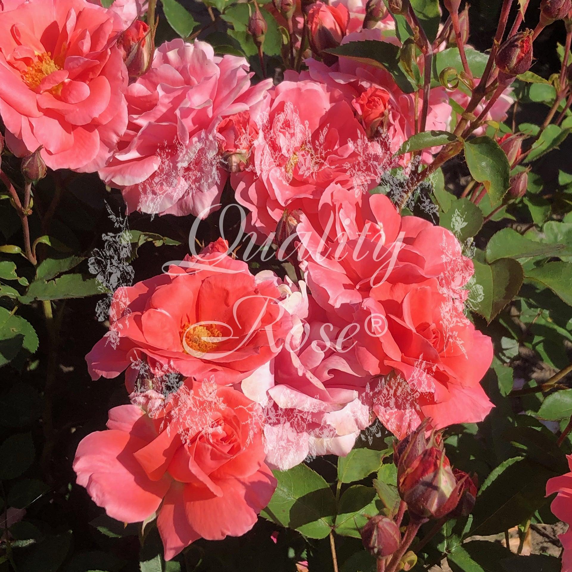 Rosier à massif 'Favori' - Rosa polyantha 'Favori' - FLEURANDIE