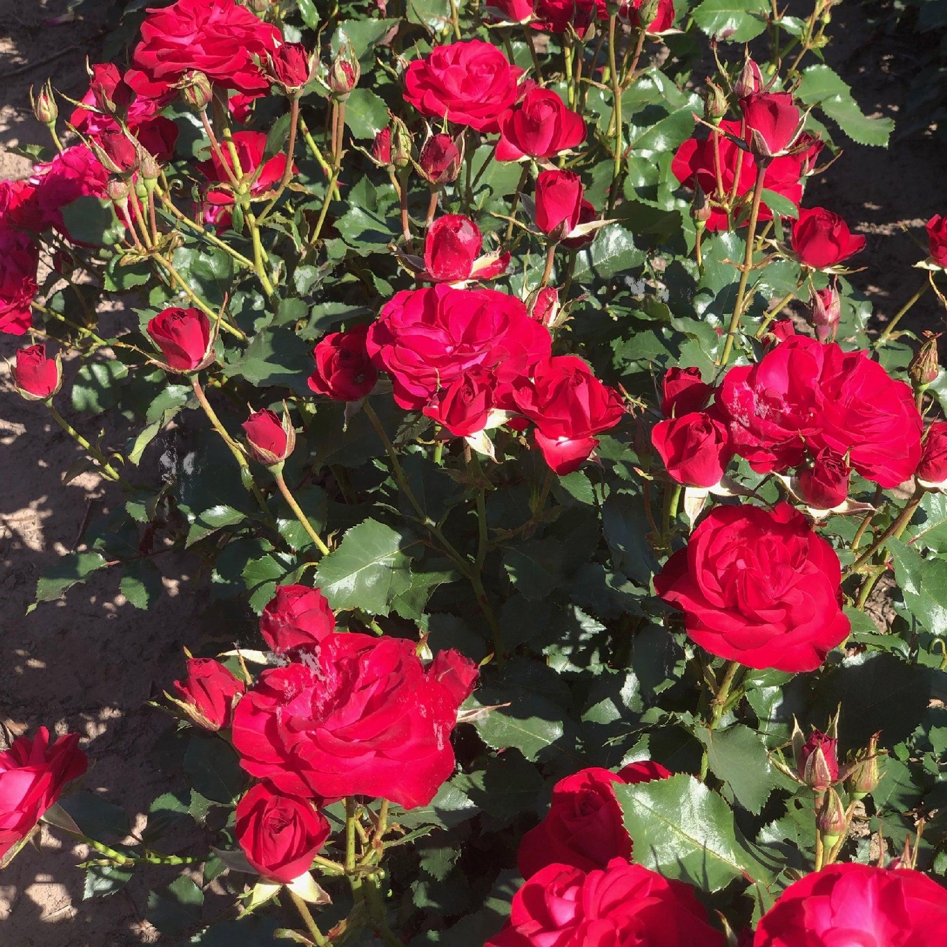 Rosier à massif 'Wettra' - Rosa polyantha 'Wettra' - FLEURANDIE