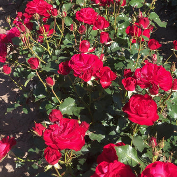 Rosier à massif 'Wettra' - Rosa polyantha 'Wettra'