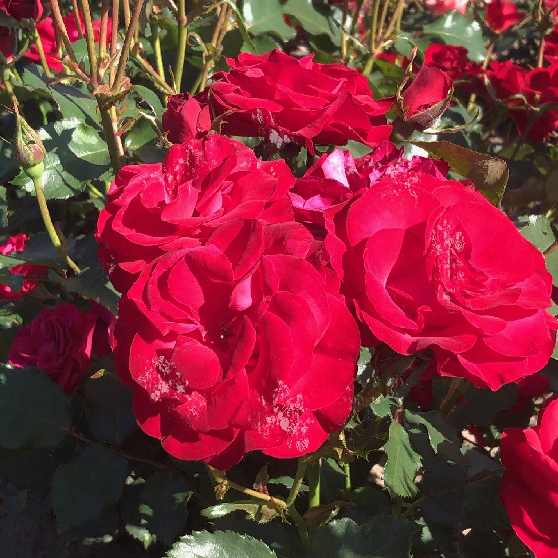 Rosier à massif 'Wettra' - Rosa polyantha 'Wettra' - FLEURANDIE