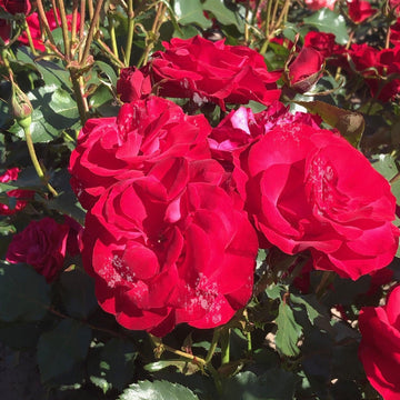 Rosier à massif 'Wettra' - Rosa polyantha 'Wettra'