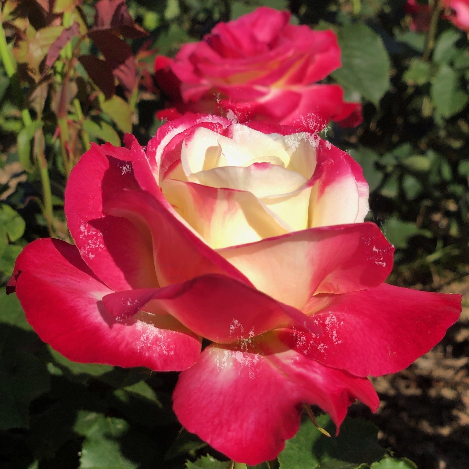 Rosier arbuste 'Double Delight' - Rosa arbuste 'Double Delight' - FLEURANDIE