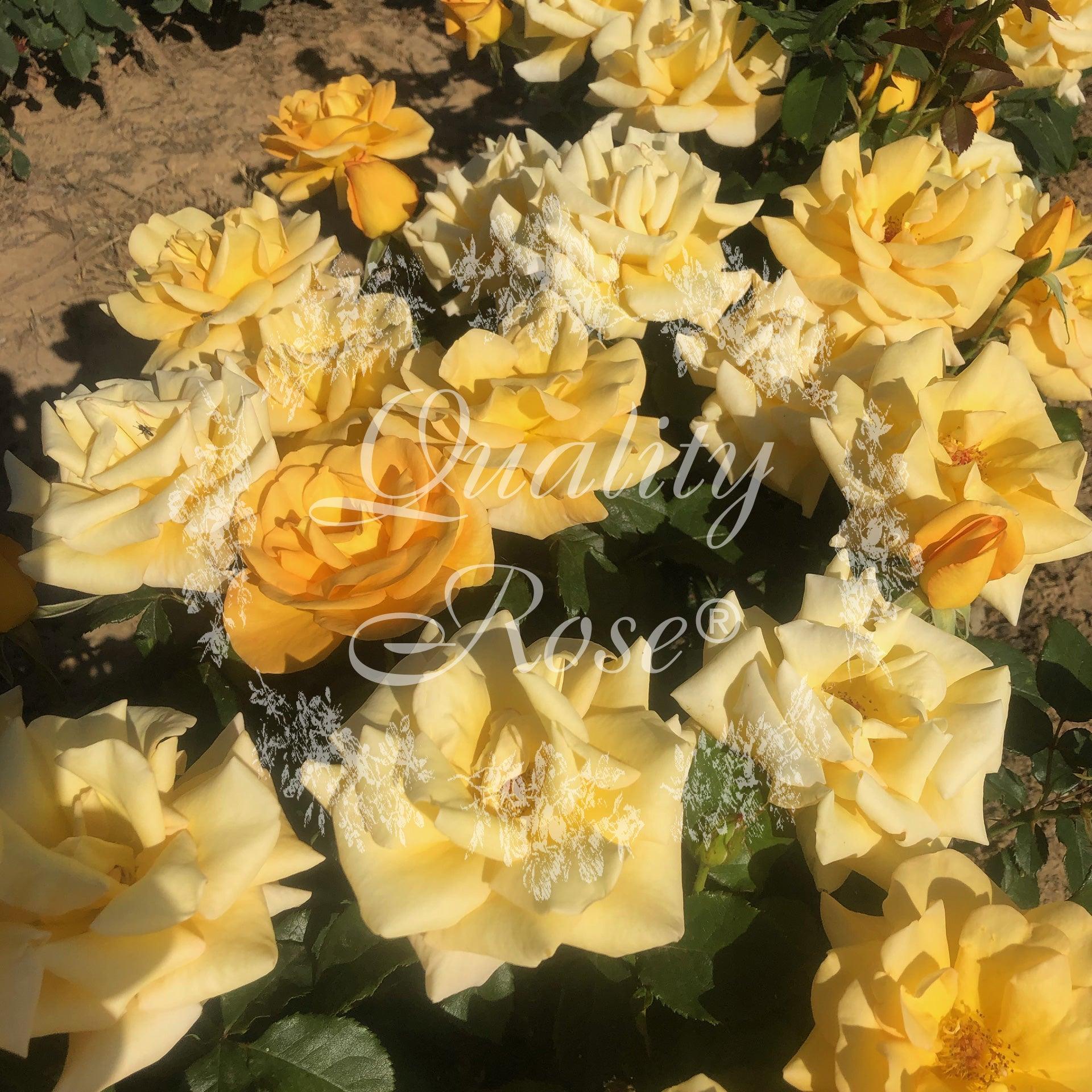 Rosier à massif 'Melgold' - Rosa polyantha 'Melgold' - FLEURANDIE