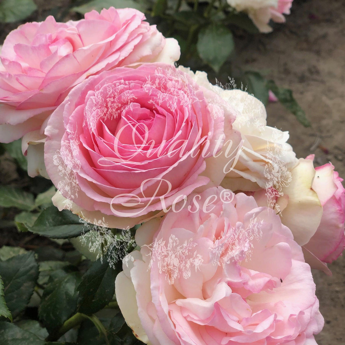 Rosier grimpant 'pierre de ronsard' ? - en pot de 5 litres | Truffaut Rosier grimpant 'pierre de ronsard' ? - en pot de 5 litres | Truffaut
