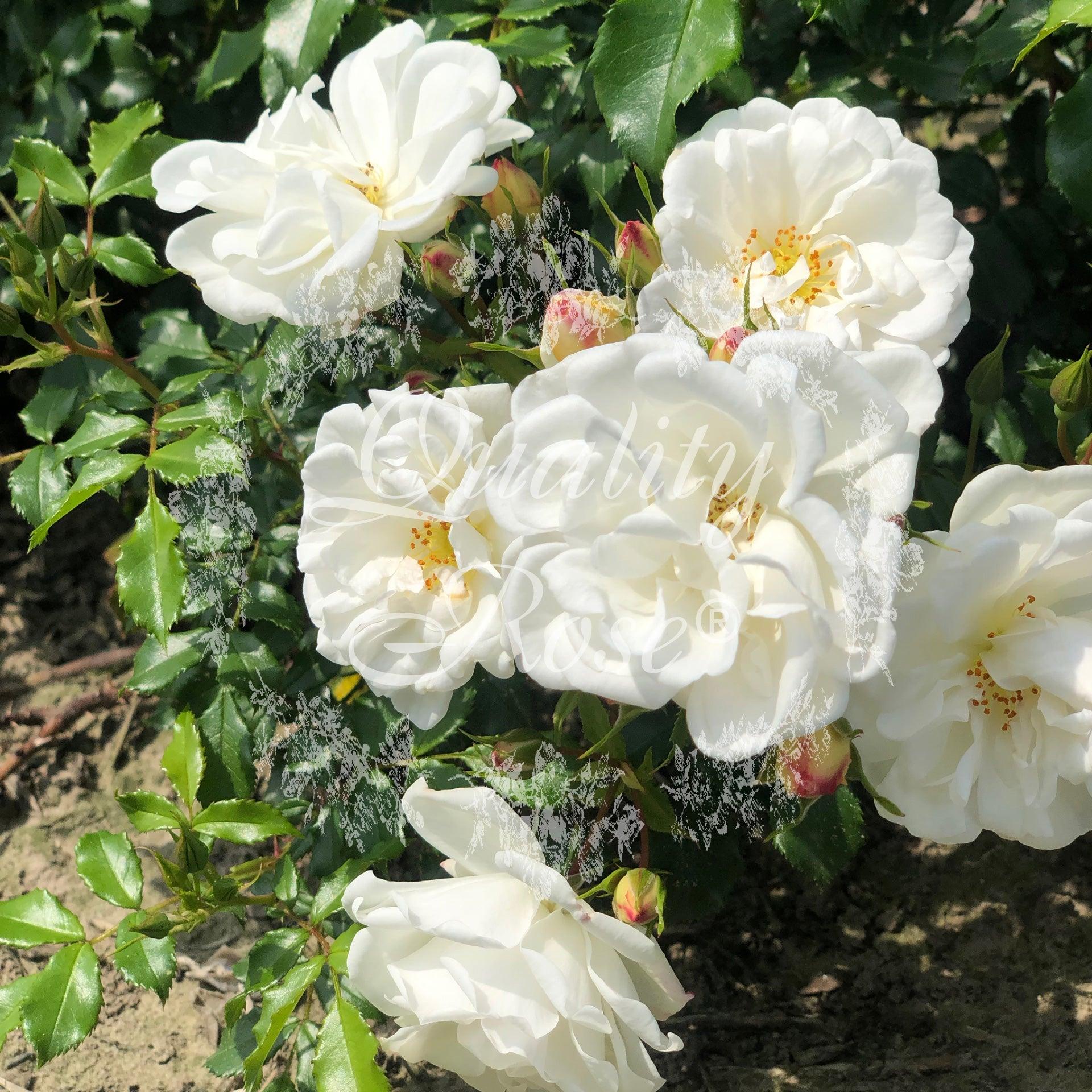 Rosier couvre-sol 'Diamant' - Rosa polyantha 'Diamant' - FLEURANDIE