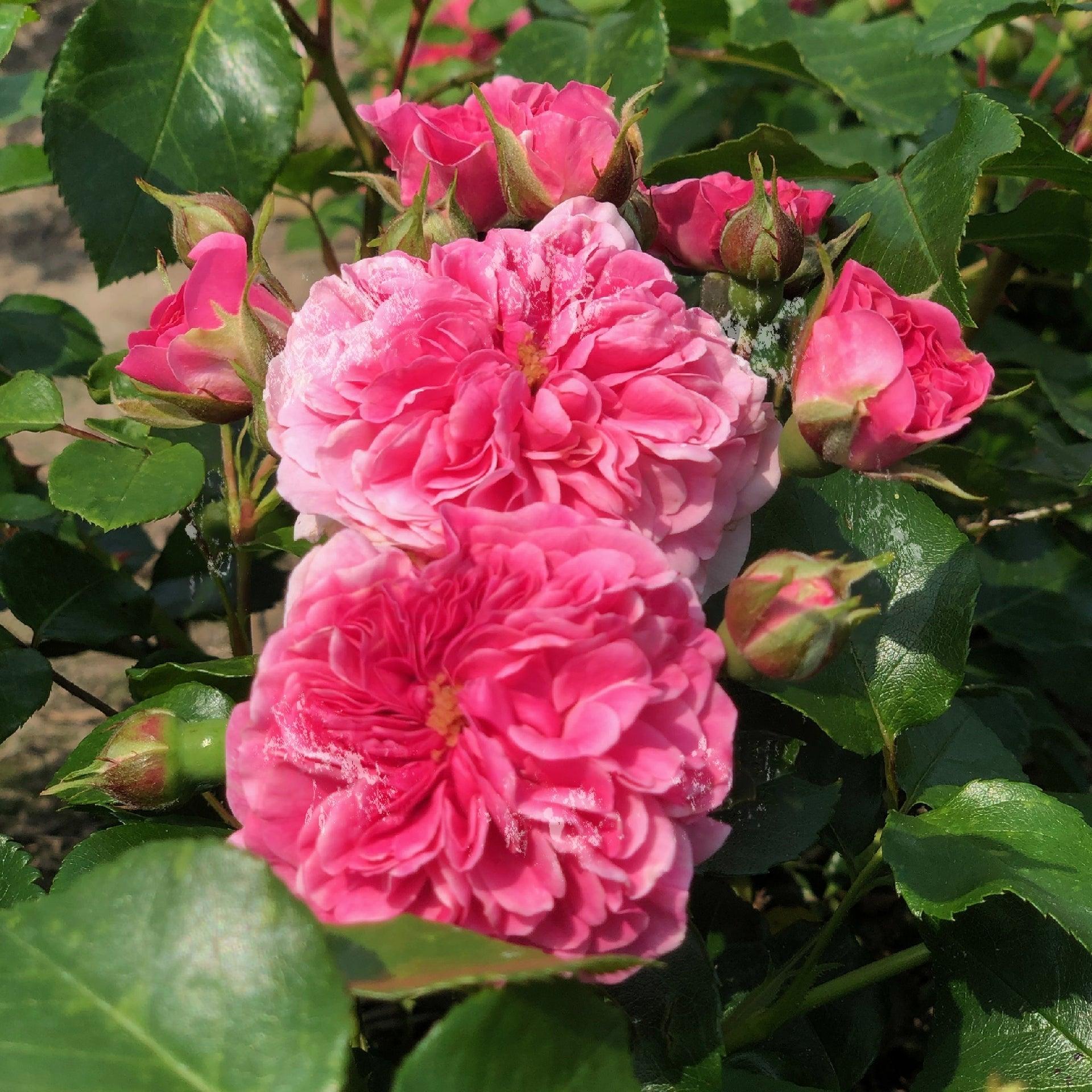 Rosier à fleurs groupées 'Pink Swany' - Rosa floribunda 'Pink Swany' - FLEURANDIE