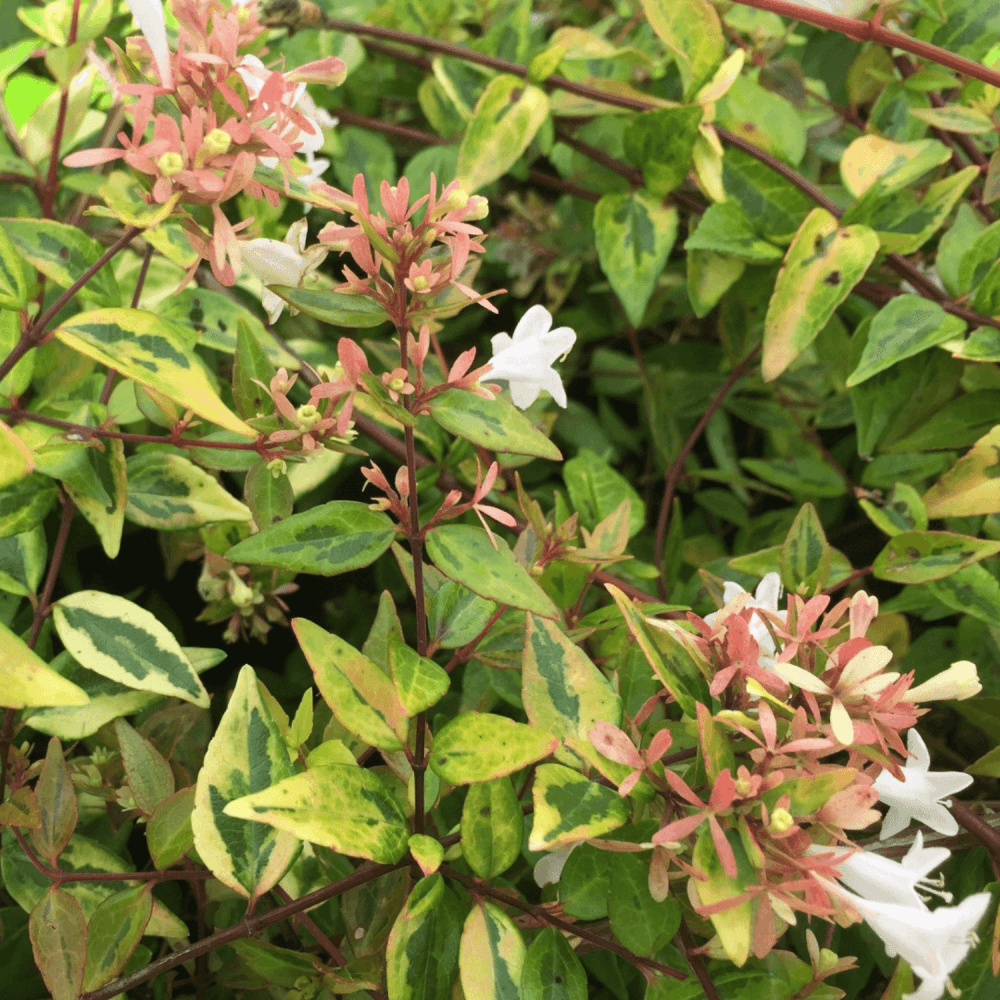 Abélia à grandes fleurs 'Francis Mason' - Abelia grandiflora 'Francis Mason' - FLEURANDIE