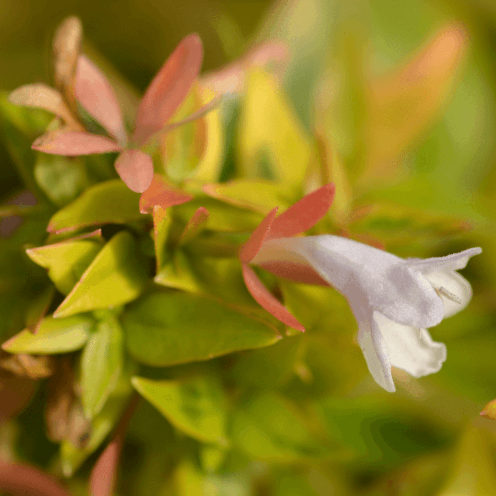 Abélia à grandes fleurs 'Francis Mason' - Abelia grandiflora 'Francis Mason' - FLEURANDIE